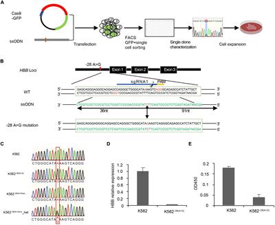 Transcriptome Analyses of β-Thalassemia −28(A>G) Mutation Using Isogenic Cell Models Generated by CRISPR/Cas9 and Asymmetric Single-Stranded Oligodeoxynucleotides (assODNs)